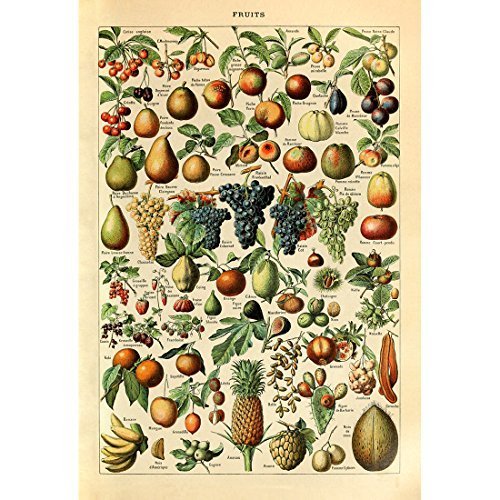 Meishe Art Print Poster Fruits Vintage Pineapple Pear Cherry Apple Banana Grape Kitchen Dining Room Restaurant Wall Decor Identification Reference Collection Illustration (20.87'' x 31.50'')
