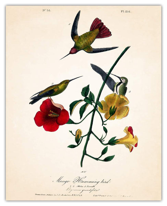 Vintage Hummingbirds: Unique Bird Wall Art Poster Print for Home, Farmhouse, Office, Dorm, Living Room & Bedroom Decor - Housewarming Gift Idea for Bird Prints Lovers| Unframed Posters 8x10