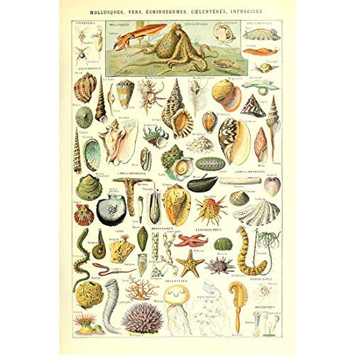 Meishe Art Seashell Poster Print Sea Creature Marine Life Collection Vintage Home Wall Decor Illustration Identification Reference Chart (15.75'' x 23.62'')