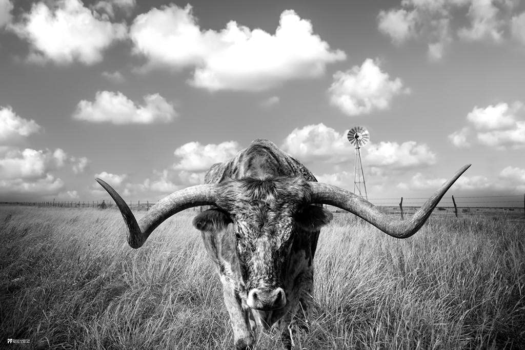 Texas Longhorn Standing in Pasture Room Home Decoration Living Room and Modern Farmhouse Decor Black and White Art Posters Bull Animal Pictures Print Farm House Thick Paper Sign Print Picture 12x8