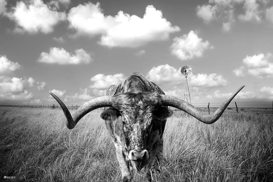 Texas Longhorn Standing in Pasture Room Home Decoration Living Room and Modern Farmhouse Decor Black and White Art Posters Bull Animal Pictures Print Farm House Thick Paper Sign Print Picture 12x8