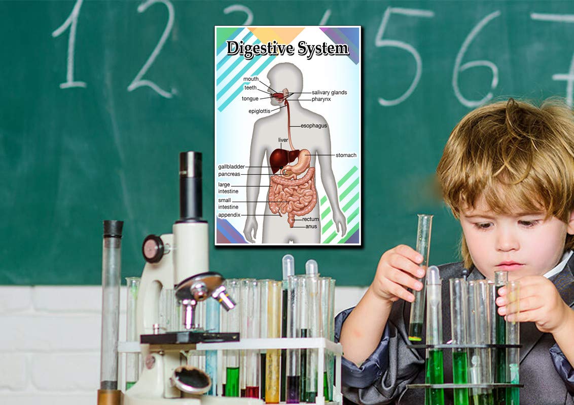 Digestive System Poster Quote Motivational Educational Inspirational School Elementary Homeschool 12-Inches by 18-Inches Print Wall Art CAP00119, Classroom