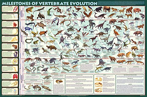 Milestones of Evolution Poster Print 36x24 inches