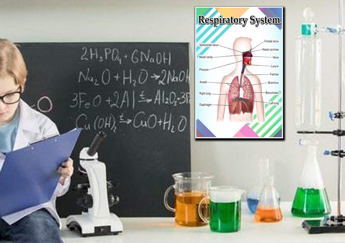 JMM Industries Respiratory System Poster Quote Motivational Educational Inspirational School Elementary Homeschool 12-Inches by 18-Inches Print Wall Art CAP00124