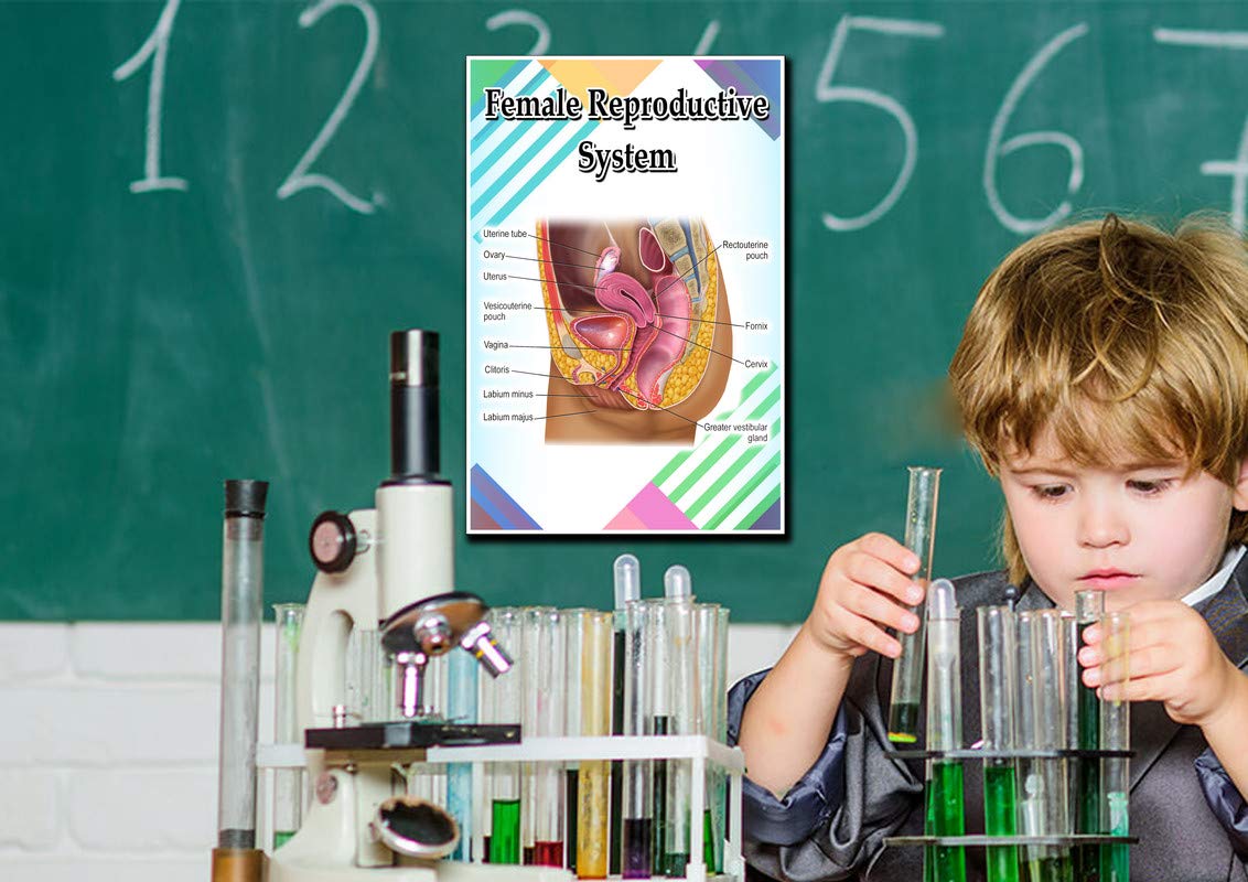 Female Reproductive System Poster Quote Motivational Educational Inspirational School Elementary Homeschool 12-Inches by 18-Inches Print Wall Art CAP00127