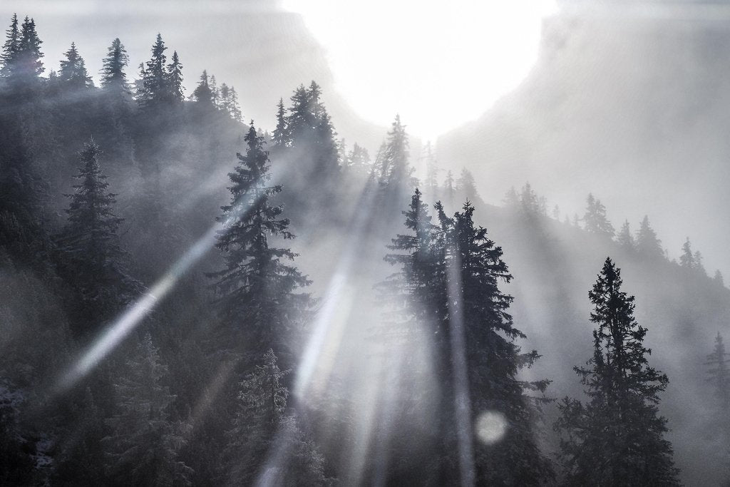 Sunshine Through Pine Trees Black and White Photo Photograph Cool Wall Decor Art Print Poster 18x12