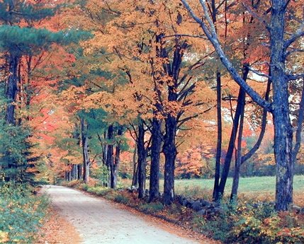 Nature Scenery Country Forest Trees Fall Lane Autumn Landscape Wall Decor Art Print Posters (16x20)