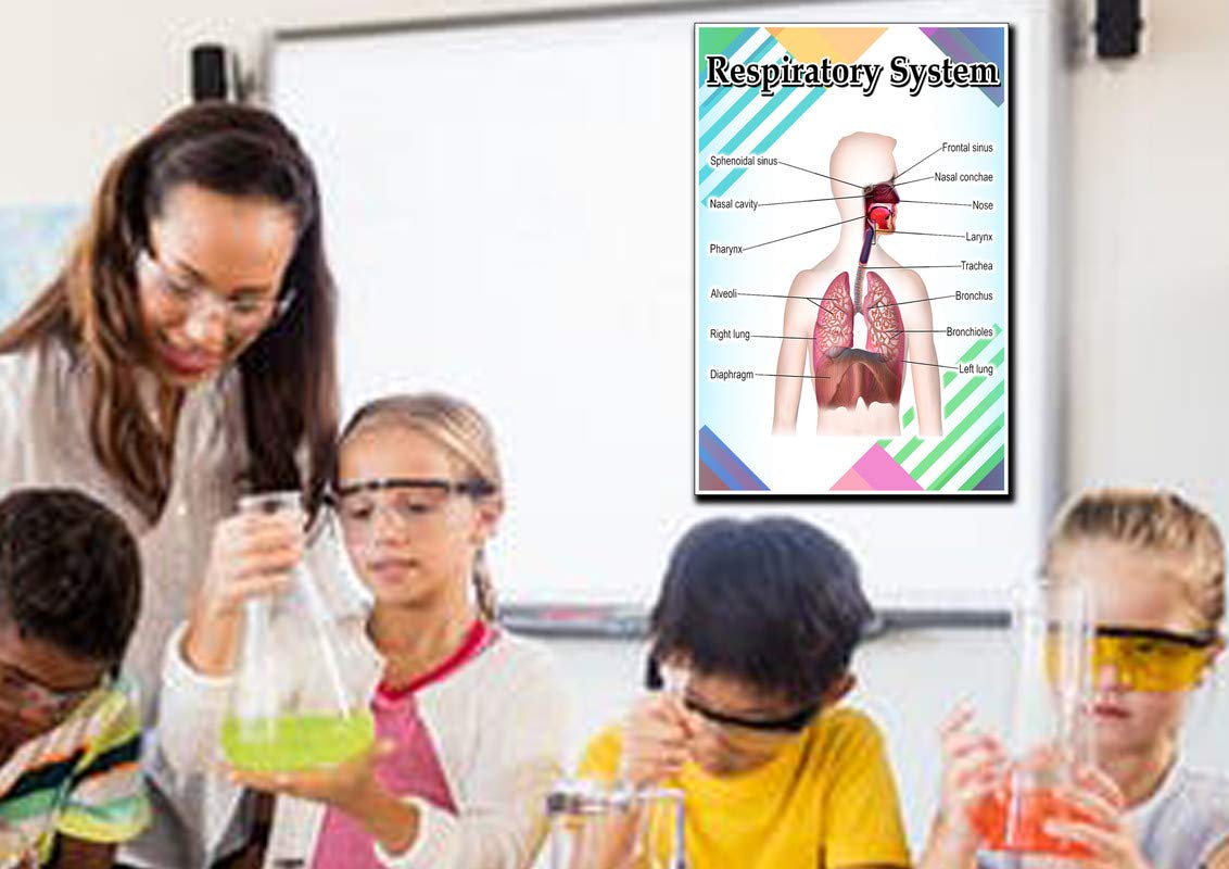 JMM Industries Respiratory System Poster Quote Motivational Educational Inspirational School Elementary Homeschool 12-Inches by 18-Inches Print Wall Art CAP00124