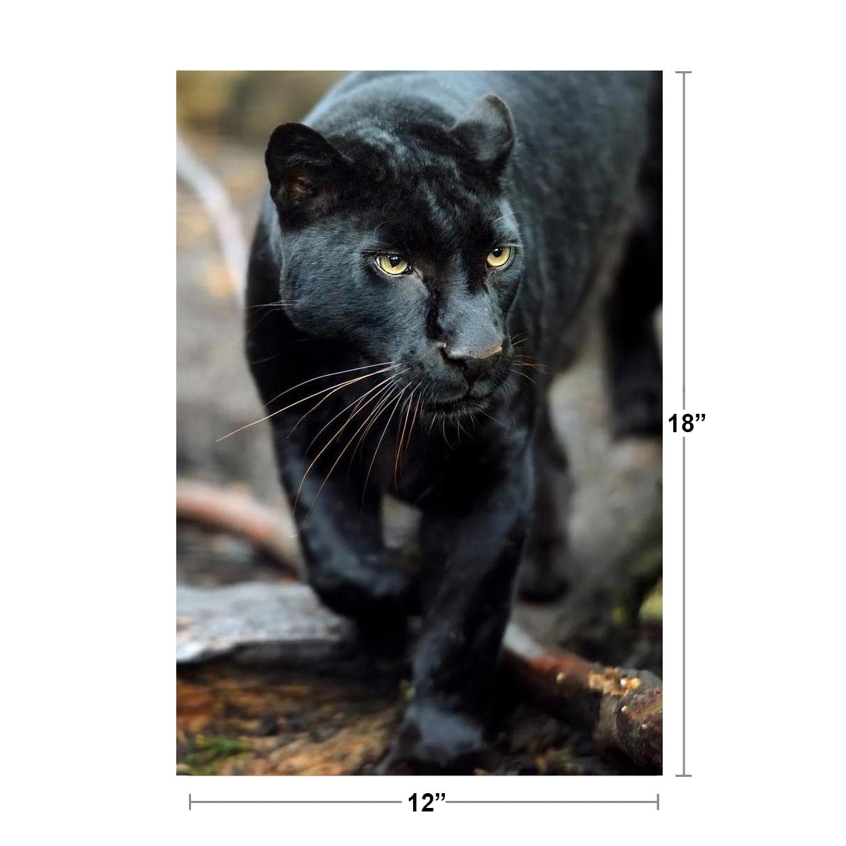 Black Leopard Wild Cat Animal Puma Jaguar Big Cat Walking Stalking Jungle Face Portrait Photo Photograph Cool Wall Decor Art Print Poster 12x18