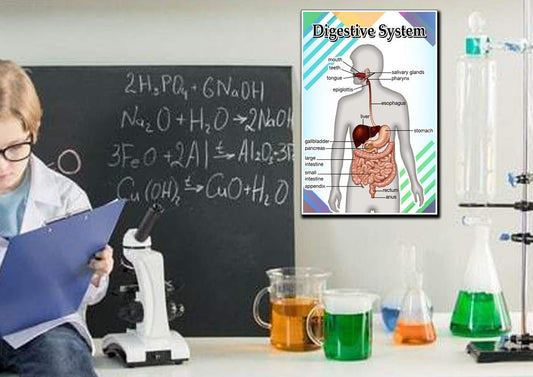 Digestive System Poster Quote Motivational Educational Inspirational School Elementary Homeschool 12-Inches by 18-Inches Print Wall Art CAP00119, Classroom