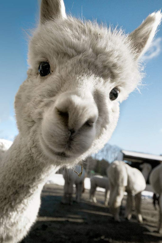 Alpaca Face Cute Baby Close Up View Animal Photography Face Funny Llama Photo Picture Zoo Adorable Cool Wall Decor Art Print Poster 12x18