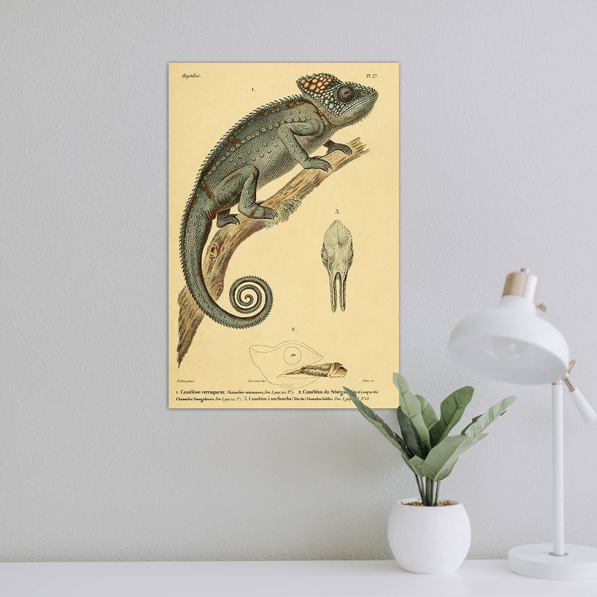 Meishe Art Poster Print Chameleon Reptiles Vintage Illustration Animal Lizard Natural History Scientific Wildlife Drawing Classroom Club Home Wall Decor