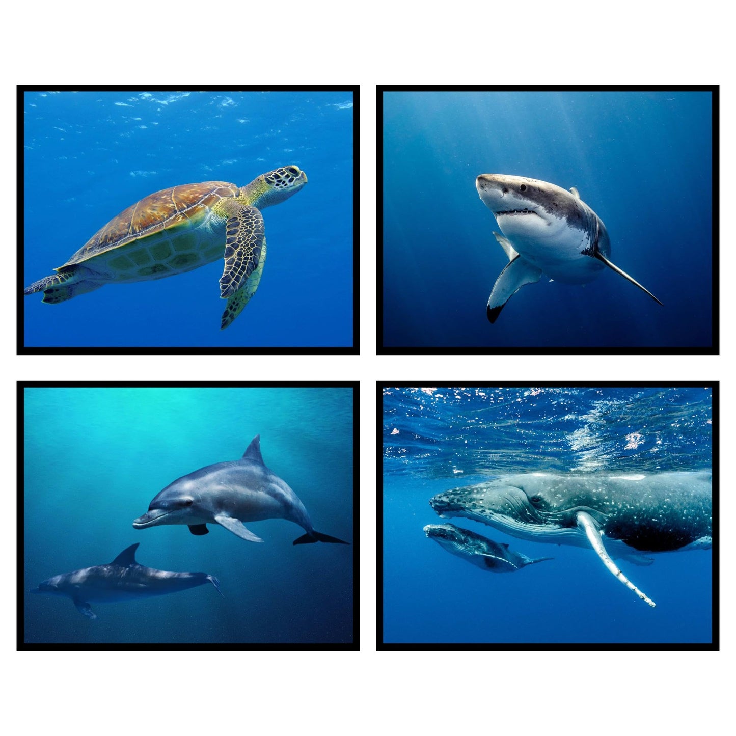 Insire Ocean Print Poster, Whale Shark Poster, Whale Poster, Dolphin Poster, Whale Pictures, Sea Turtle Poster, Dolphin Posters for a Wall, Shark Posters for Walls - Unframed (8x10”)