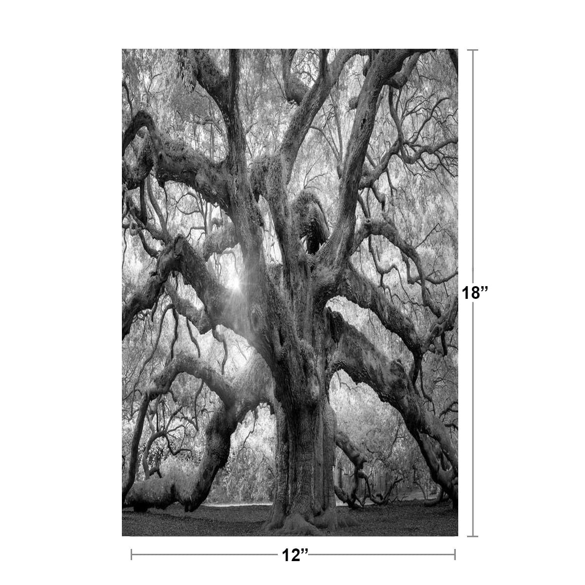 Angel Oak Tree Monochrome Charleston South Carolina Black White Nature Forest Cool Wall Decor Art Print Poster 12x18