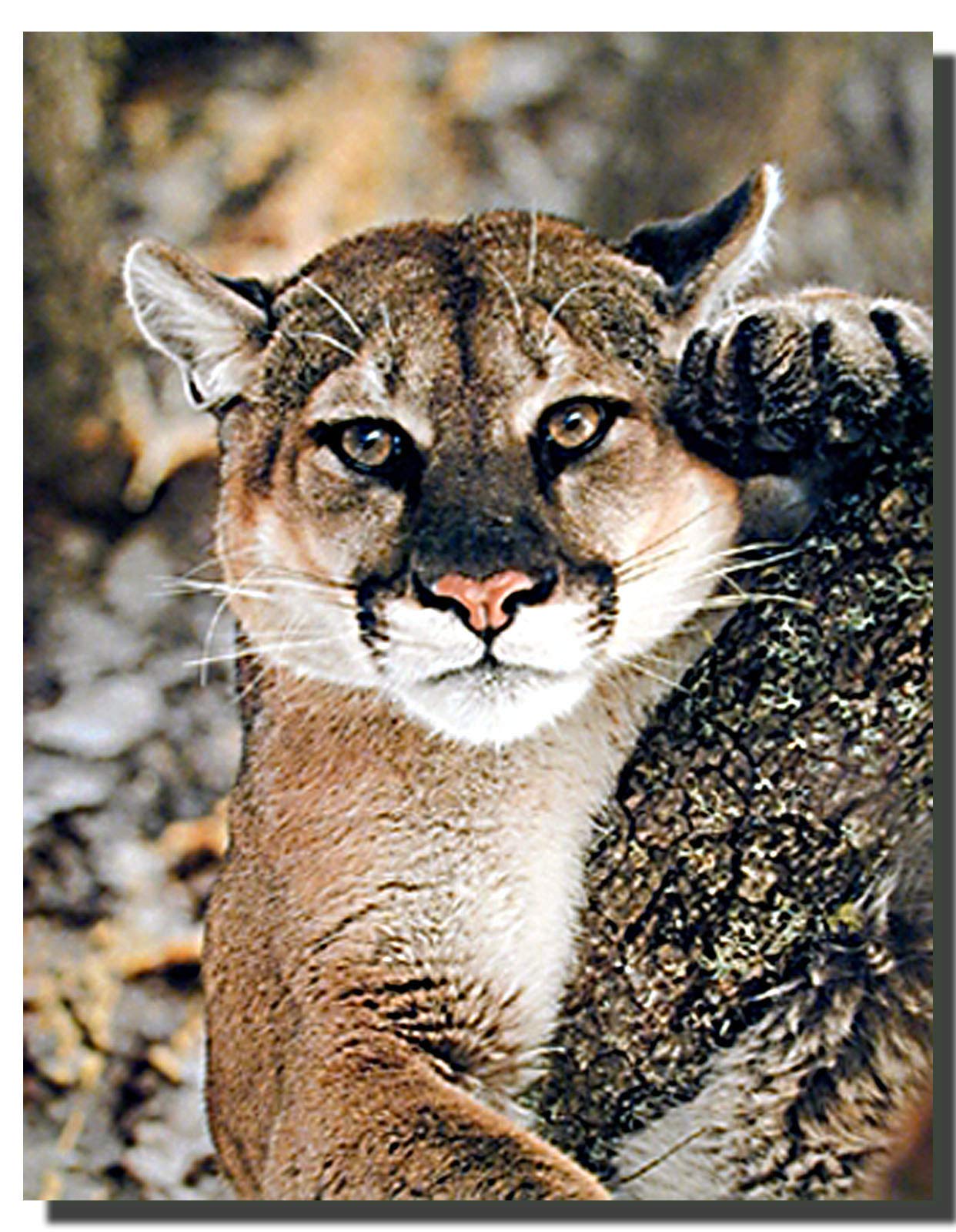 Wildlife Animal Mountain Lion Big Cat Wall Decor Art Print Poster (16x20)