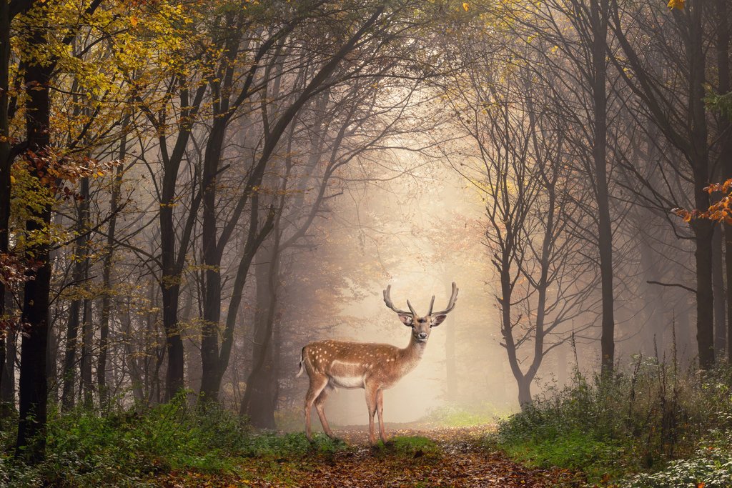 Beautiful Fallow Deer Foggy Morning Forest Photo Deer Poster Deer Photo Deer Art Deer Pictures Wall Decor Deer Antler Pictures Deer Antler Wall Decor Deer Cool Wall Decor Art Print Poster 18x12