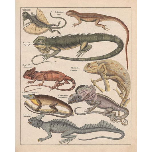 Meishe Art Poster Print Vintage Reptile Lizard Chameleon Anole Coloretto Breeds Identification Reference Collection Illustration Club Wall Decor