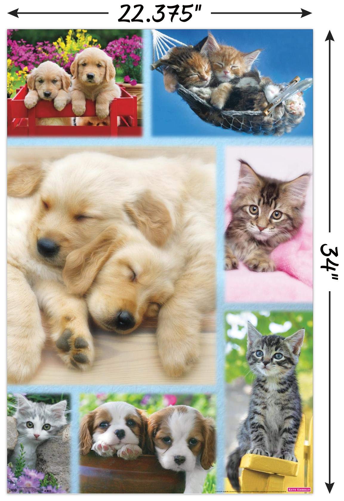 Trends International Keith Kimberlin - Puppies and Kittens Collage Wall Poster, 22.375" x 34", Unframed Version