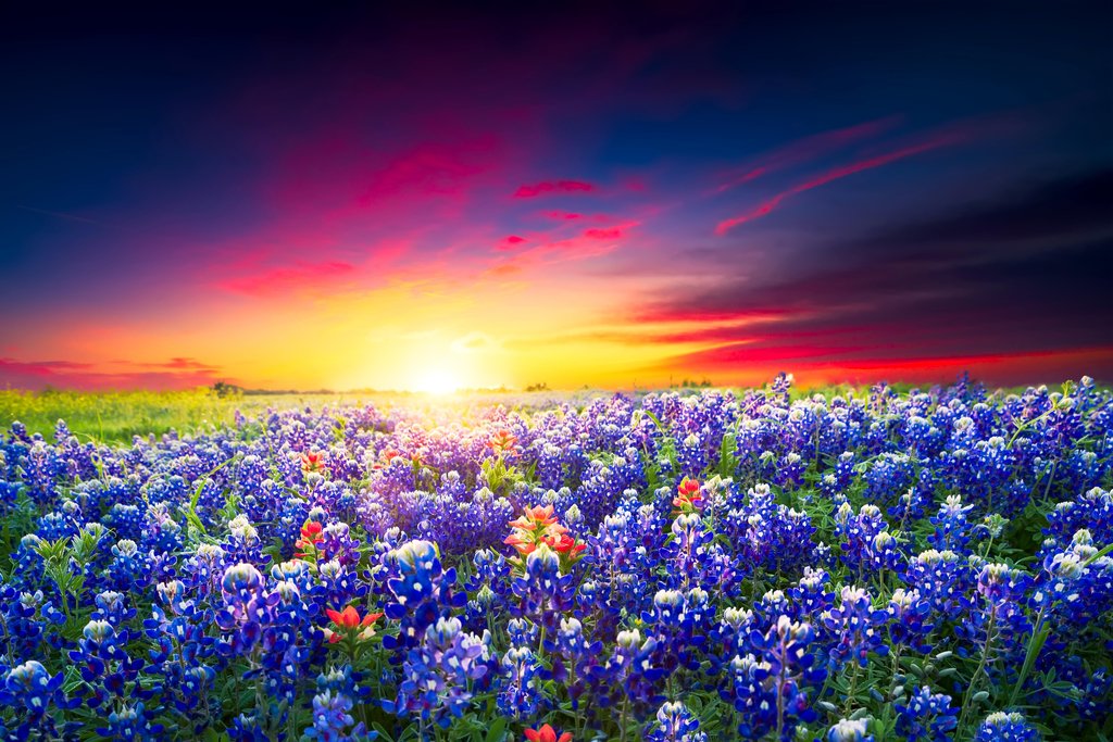 Spring Sunrise Bluebonnets Texas Hill Country Photo Photograph Cool Wall Decor Art Print Poster 18x12
