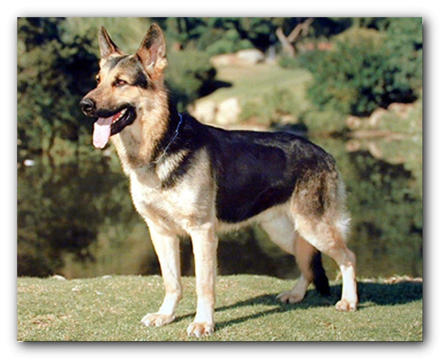 Wildlife Animal German Shepherd Dog Wall Decor Art Print Poster (16x20)