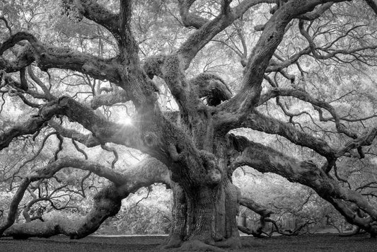 Angel Oak Tree Monochrome Charleston South Carolina Black White Nature Forest Cool Wall Decor Art Print Poster 12x18