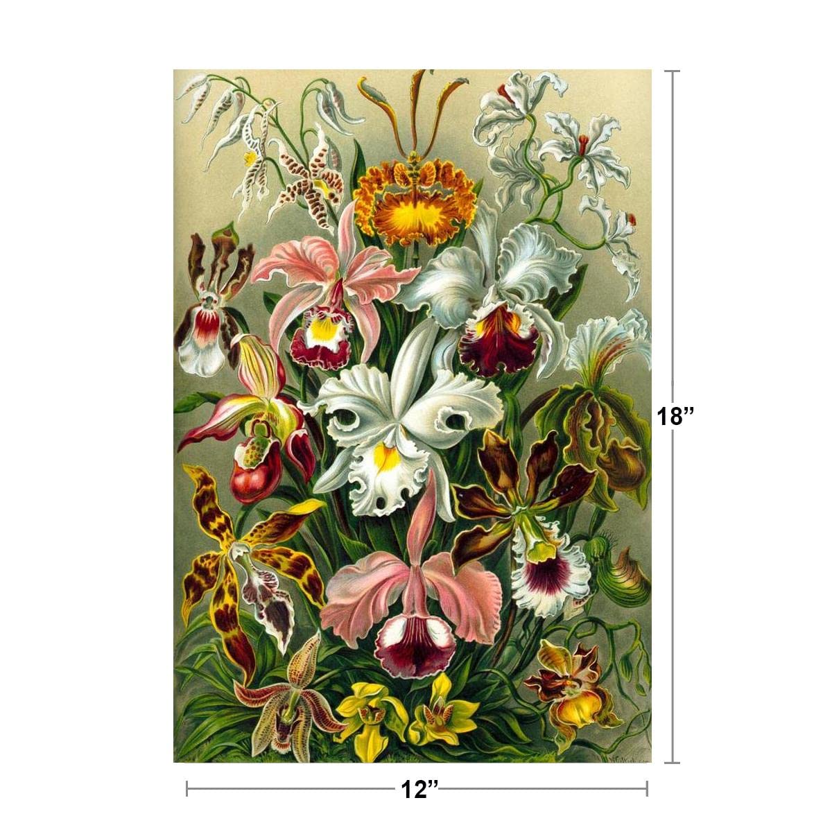 Orchidae Orchids Flowering Plants Nature Ernst Haeckel Plant Room Decor Aesthetic Plant Art Prints Large Botanical Poster Nature Wall Art Decor Boho Wall Decor Cool Wall Decor Art Print Poster 12x18