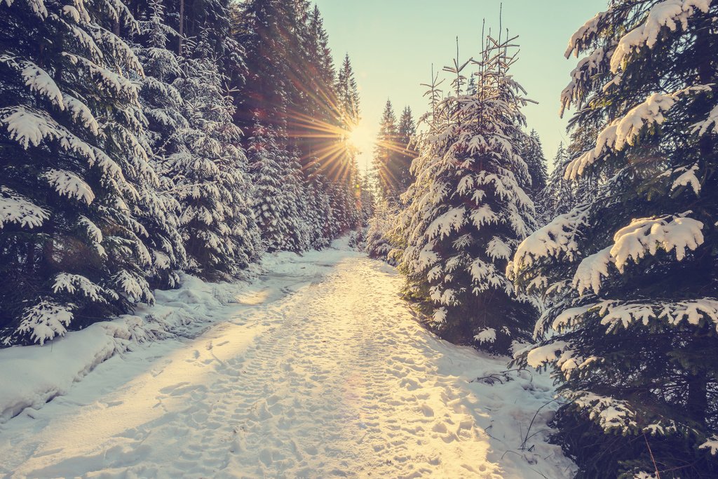 Sun Setting Snowy Mountain Trail Pine Trees Winter Christmas Sunset Photo Landscape Pictures Scenic Scenery Nature Photography Paradise Scenes Cool Wall Decor Art Print Poster 18x12