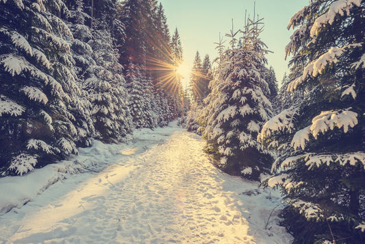 Sun Setting Snowy Mountain Trail Pine Trees Winter Christmas Sunset Photo Landscape Pictures Scenic Scenery Nature Photography Paradise Scenes Cool Wall Decor Art Print Poster 18x12