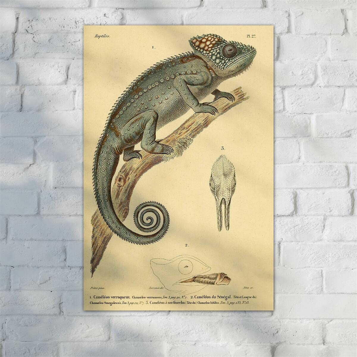 Meishe Art Poster Print Chameleon Reptiles Vintage Illustration Animal Lizard Natural History Scientific Wildlife Drawing Classroom Club Home Wall Decor