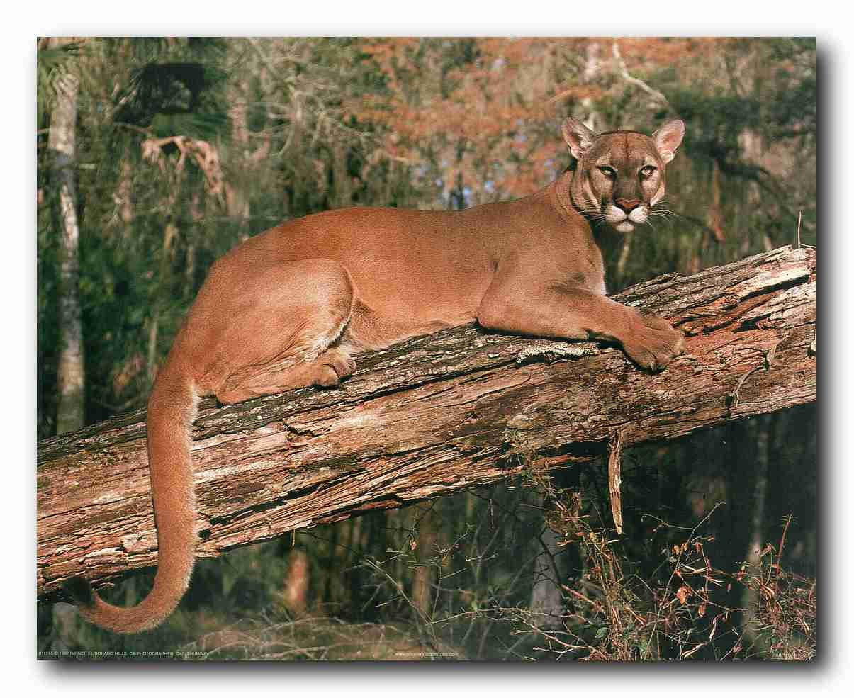 Wild Animal Big Cat Florida Panther Wall Decor Picture Art Print Poster (16x20)