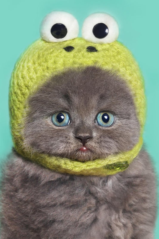 Funny Gray Kitten in Green Frog Hat Photo Baby Animal Portrait Photo Cat Poster Cute Wall Posters Kitten Posters for Wall Baby Poster Inspirational Cat Poster Cool Wall Decor Art Print Poster 12x18