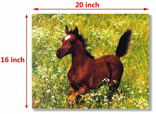 Wild Animal Arabian Horse Running Foal Farm Animal Wall Decor Art Print Poster (16x20)