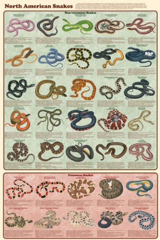 Picture Peddler North American Snakes Educational Science Teacher Chart Print Poster 24x36