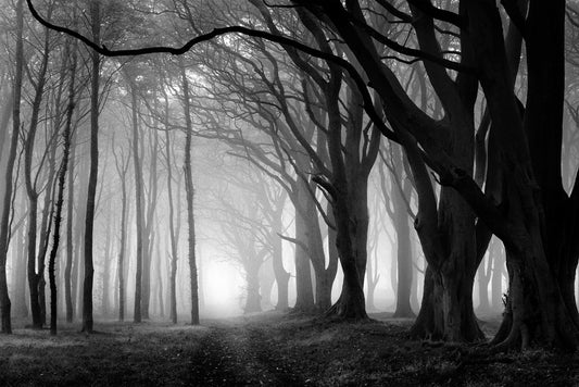 Creepy Forest Black And White Photo Photograph Spooky Scary Halloween Decorations Cool Wall Decor Art Print Poster 18x12
