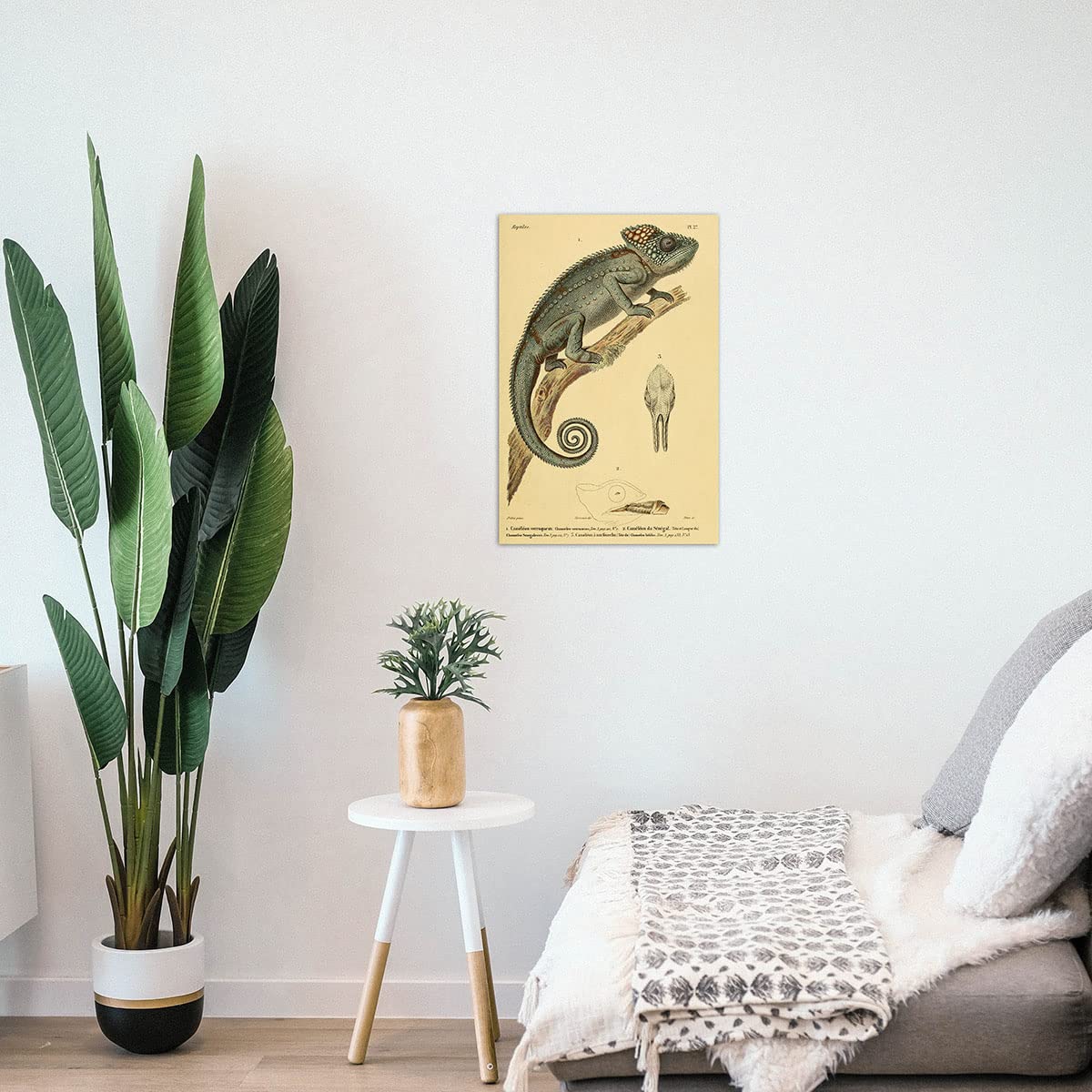 Meishe Art Poster Print Chameleon Reptiles Vintage Illustration Animal Lizard Natural History Scientific Wildlife Drawing Classroom Club Home Wall Decor
