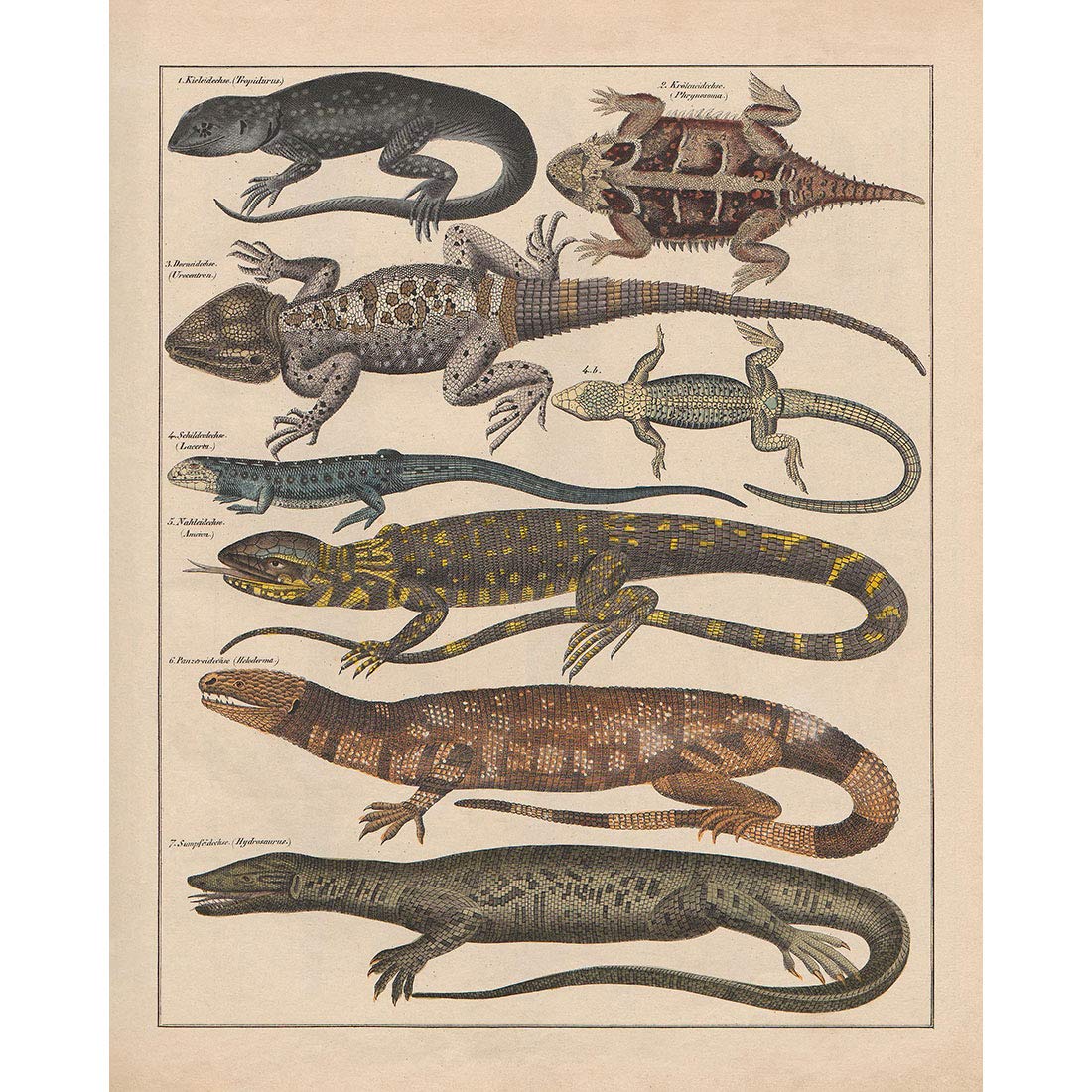 Meishe Art Poster Print Vintage Wild Animals Reptiles Reptilian Lizard Species Breeds Identification Reference Collection Club Classroom Beautiful Scientific Home Wall Decor