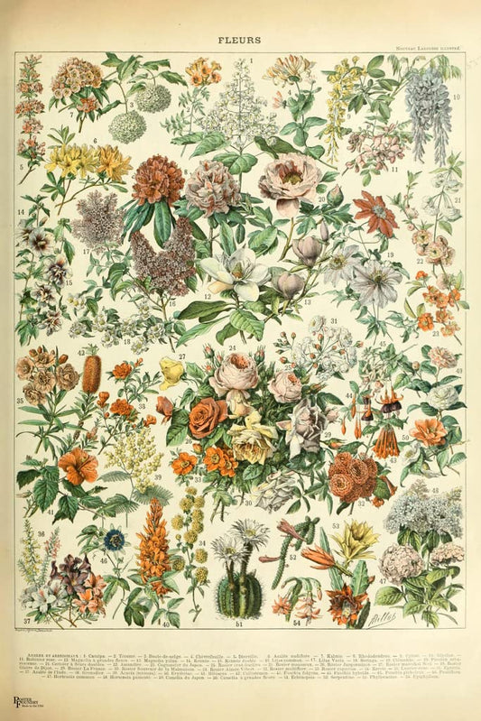 Flowers Fleurs Cottagecore Room Decor Roses Blossoms Plants Chart Bookplate Retro Botanical Nature Vintage Aesthetic Indie Decor Science Education Dorm Bedroom Cool Wall Decor Art Print Poster 12x18