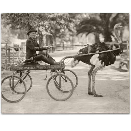Quirky California Ostrich - Weird Vintage Photo - Great for Home or Office Decor, Black and White Old Strange Photo, Great Gift for Animal Lovers, 11x14 Funny Unframed Print Poster