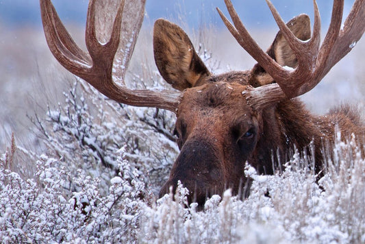 Hidden Moose Large Antlers Rack Bull Moose Hiding in Snow Dusted Sagebrush Wild Animal Nature Photo Photograph Cool Wall Decor Art Print Poster 18x12