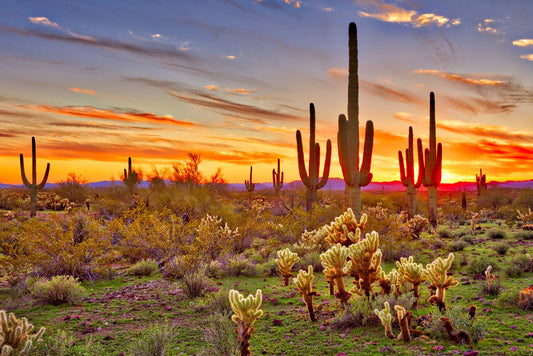 Colorful Desert Sunset with Saguaro Cactus Sonoran Arizona Southwest Photograph Southwestern Photo Cool Wall Decor Art Print Poster 18x12
