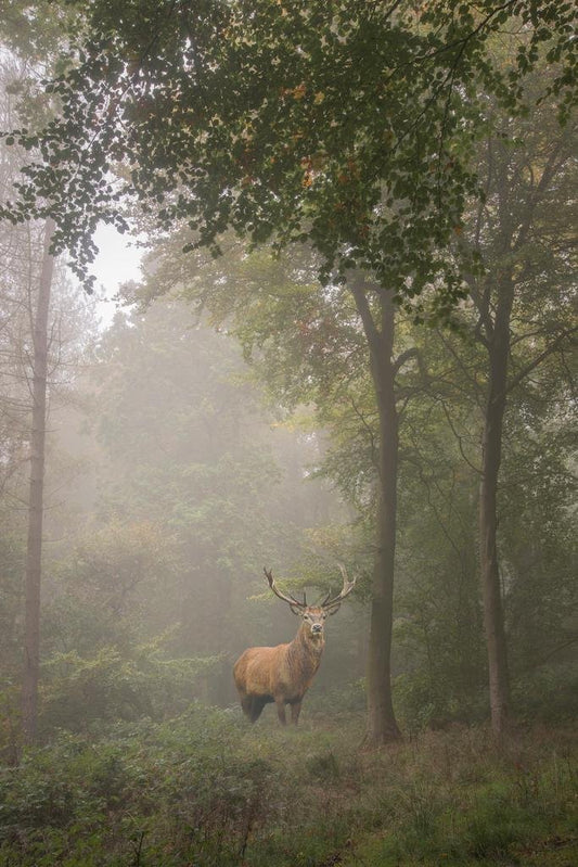 Red Deer Stag in Foggy Autumn Forest Photo Photograph Deer Poster Deer Photo Deer Art Deer Pictures Wall Decor Deer Antler Pictures Deer Antler Wall Decor Deer Thick Paper Sign Print Picture 8x12