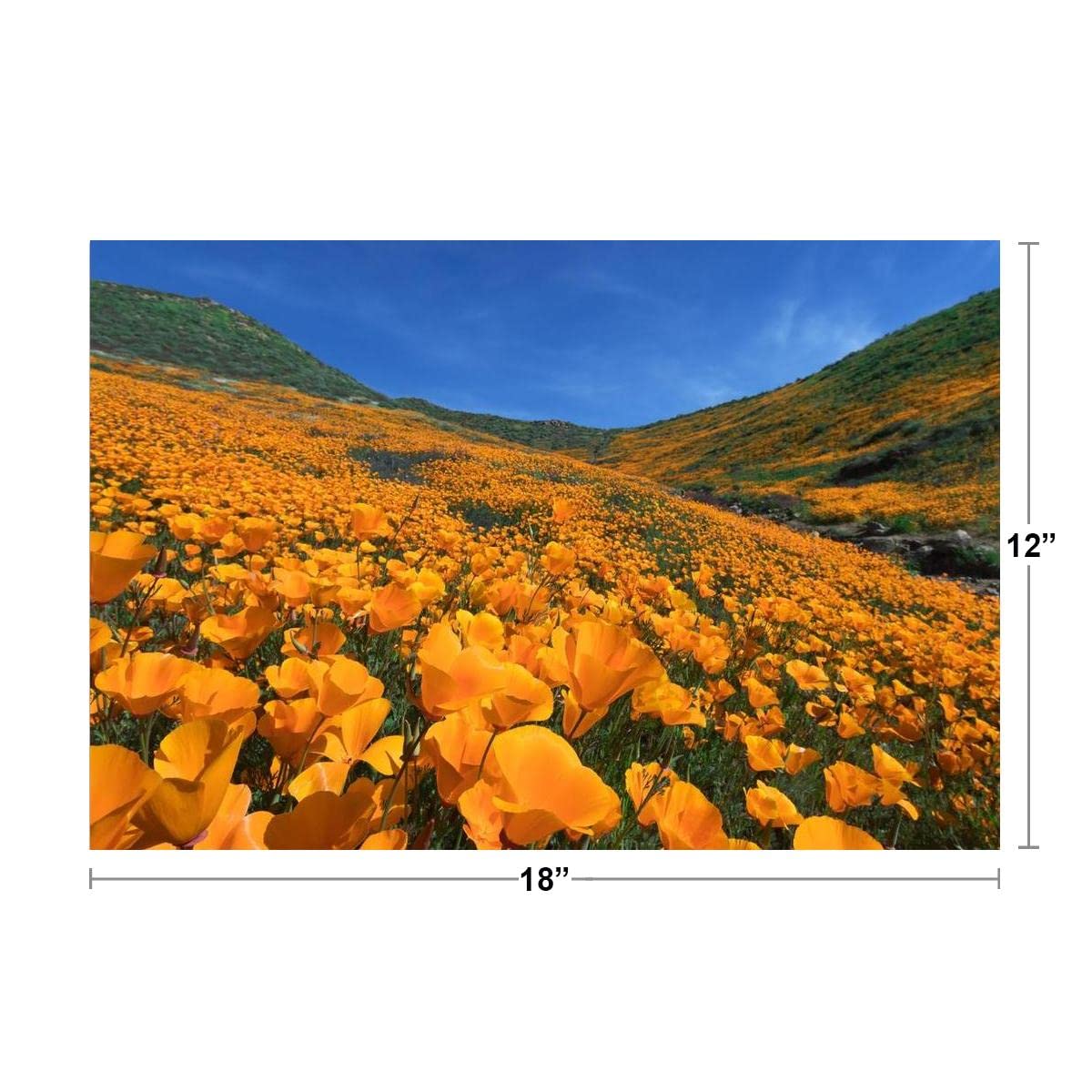 Golden Poppy Blooming Walker Canyon Lake Elsinore Photo Photograph Cool Wall Decor Art Print Poster 18x12