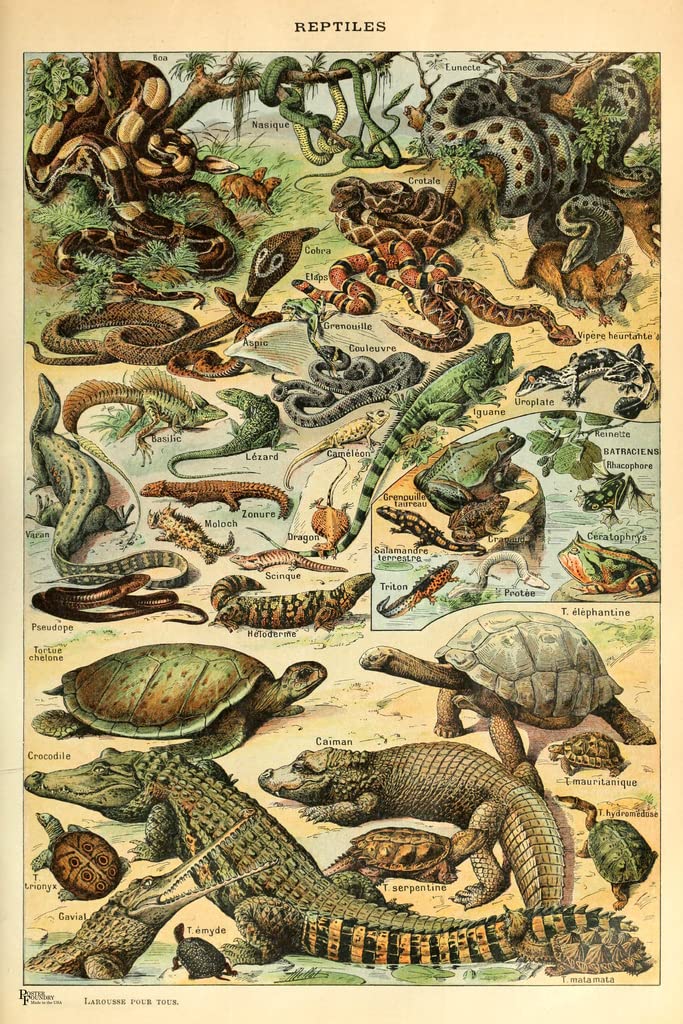Reptiles Cottagecore Room Decor Snake Lizard Turtle Chart Bookplate Retro Botanical Nature Vintage Aesthetic Indie Decor Science Education Dorm Bedroom Cool Wall Decor Art Print Poster 12x18