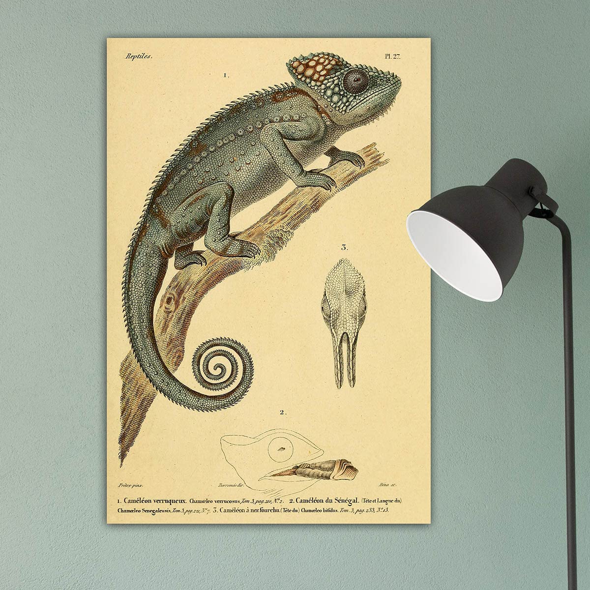 Meishe Art Poster Print Chameleon Reptiles Vintage Illustration Animal Lizard Natural History Scientific Wildlife Drawing Classroom Club Home Wall Decor