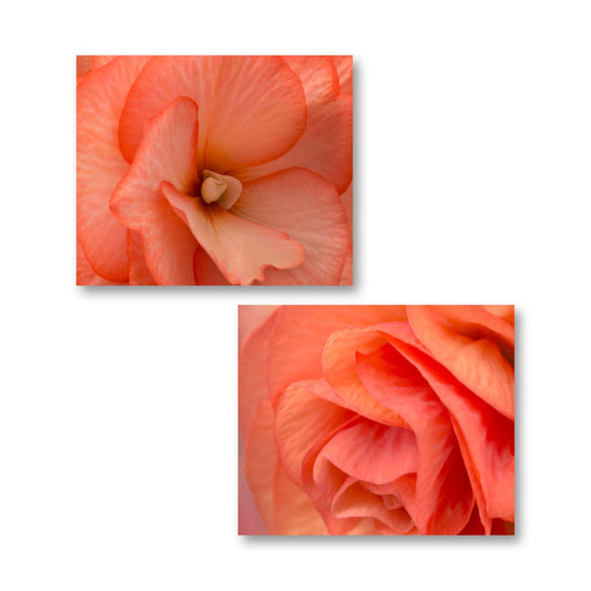 Gango Home Decor UNFRAMED Orange Coral Blooming Roses Photograph Prints; 2-14x11in Paper Posters