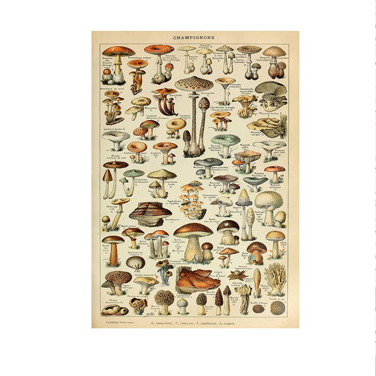 Ohhvvow Vintage French Types of Mushroom 11x14in Canvas Print Posters for home decor Canvas art print (mushroom)