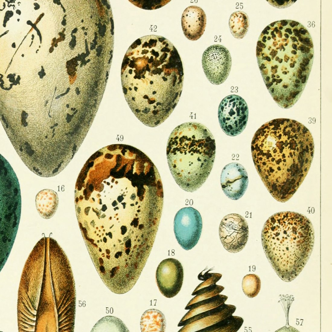 Meishe Art Poster Print Birds Colorful Eggs Collection Species Aves Beautiful Vintage Illustration Home Wall Decor Identification Reference Chart (14.57'' x 19.69'')
