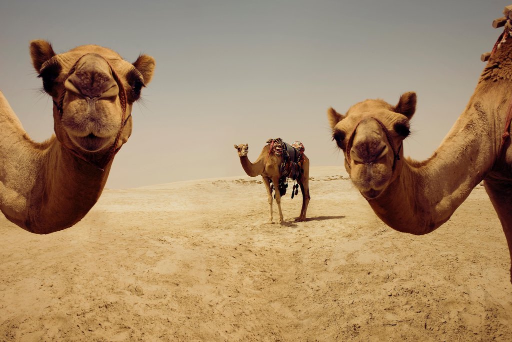 Close Up of Camels in Desert Photos Doha Qatar Photo Photograph Camel Pictures for Wall Africa Wildlife Egyptian Pyramids Camel Travel Tourism Cool Wall Decor Art Print Poster 18x12