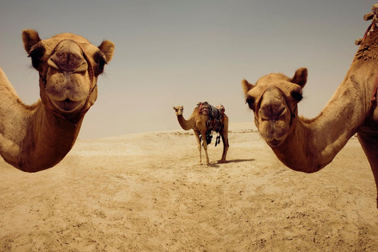 Close Up of Camels in Desert Photos Doha Qatar Photo Photograph Camel Pictures for Wall Africa Wildlife Egyptian Pyramids Camel Travel Tourism Cool Wall Decor Art Print Poster 18x12