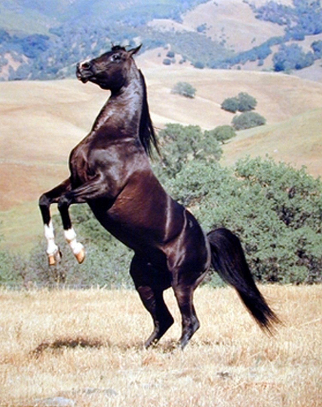 Impact Posters Gallery Wild Animal Black Wild Horse Rearing Wall Decor Art Print Picture (16x20)